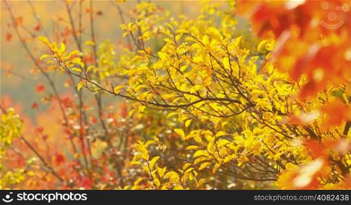 Bright autumn leaves in the natural environment. Fall trees, yellow orange nature background
