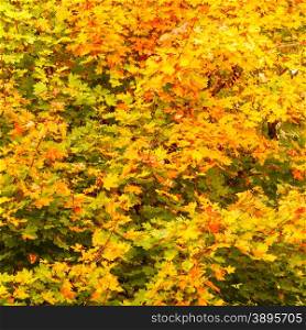 Bright autumn leaves in the natural environment. Fall trees yellow orange nature background. Square format