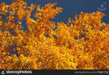 Bright autumn leaves on a clear day