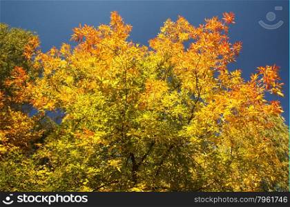 Bright autumn leaves on a clear day