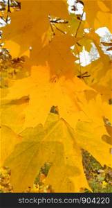 Bright autumn yellow foliage of maple tree glowin in sunlight