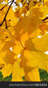 Bright autumn yellow foliage of maple tree glowing in sunlight