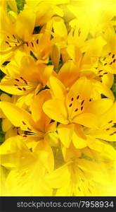 Bright background of beautiful sunny yellow lily