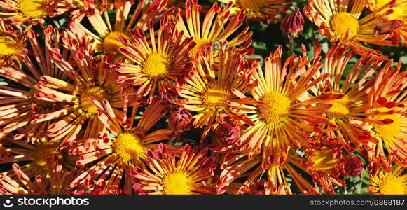 bright background of blooming chrysanthemums in flowerbed