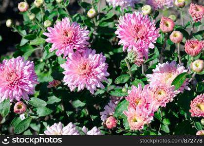 Bright background of blooming chrysanthemums in the flowerbed.