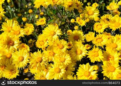 Bright background of blooming chrysanthemums in the flowerbed. Top view.