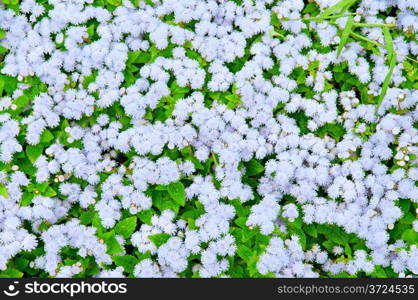 bright background of flowering outdoor plants