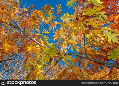 Bright background of multicolored autumn leaves of red oak against the blue sky in fall park