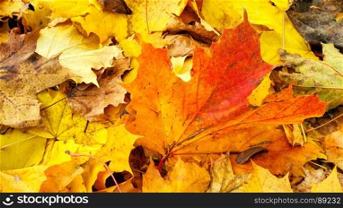 Bright beautiful autumn background from fallen leaves of maple tree