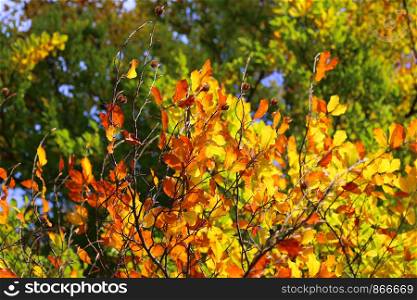 Bright beautiful autumn branches glowing in sunlight