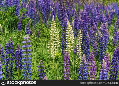 Bright beautiful background of big purple and white lupines in sunlight.
