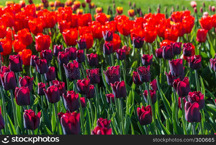 Bright beautiful background of big red and purple tulips in sunlight.