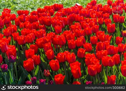 Bright beautiful background of big red tulips in sunlight.