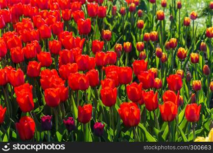Bright beautiful background of big red tulips in sunlight.