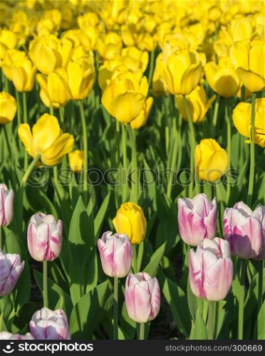 Bright beautiful background of big yellow and pale pink tulips in sunlight.