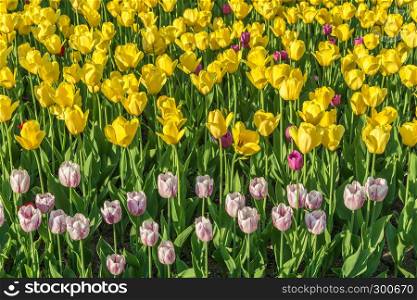Bright beautiful background of big yellow and pale pink tulips in sunlight.