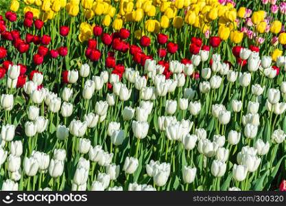 Bright beautiful background of red, white and yellow tulips.