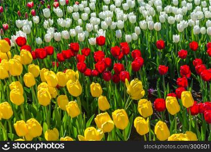 Bright beautiful background of red, white and yellow tulips.