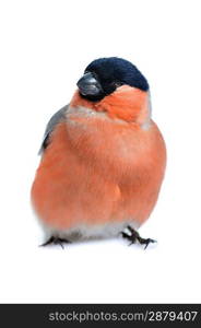 Bright beautiful bird, eurasian bullfinch isolated