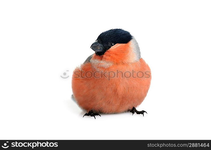 Bright beautiful bird, eurasian bullfinch isolated