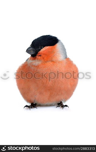 Bright beautiful bird, eurasian bullfinch isolated