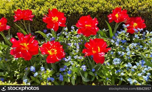 Bright beautiful Tulips and Forget Me Not flowers