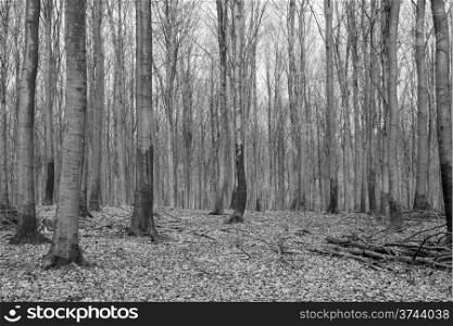 Bright beech forest in spring. Bright beech forest in spring without any leaves yet black and white