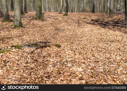 Bright beech forest in spring. Bright beech forest in spring without any leaves yet