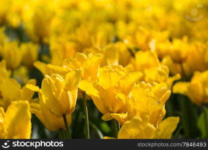 bright blooming colorful flowers tulips in garden