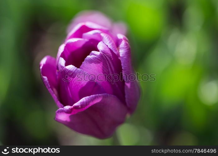 bright blooming colorful flowers tulips in garden