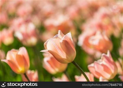 bright blooming colorful flowers tulips in garden