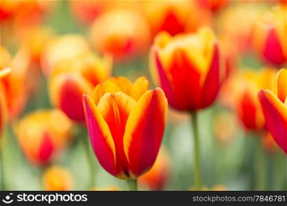 bright blooming colorful flowers tulips in garden