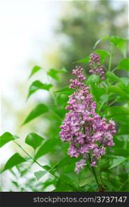 Bright blooming lilac branch with the leaves