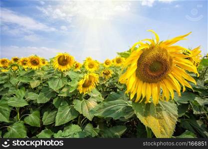 Bright blossoming sunflower flowers under the bright sun. Summer landscape. The concept of a new day, growth and development.. Bright blossoming sunflower flowers under the bright sun