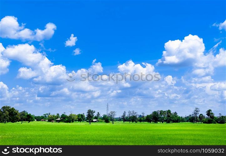 Bright blue sky and cloud with meadow tree and green rice fields