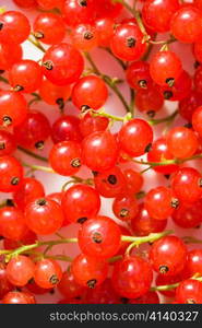 Bright branches of red currant