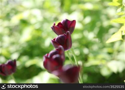 bright burgundy flowers tulips close up