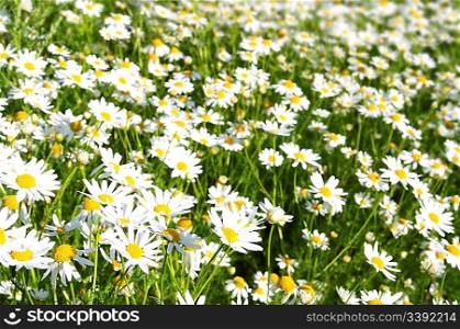 bright camomiles on summer green meadow background