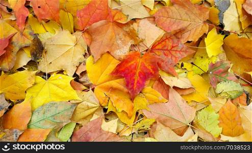 Bright colorful autumn background from fallen leaves
