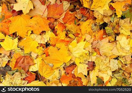 Bright colorful autumn background from fallen leaves of maple