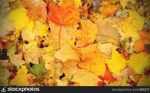 Bright colorful autumn background from fallen leaves of maple