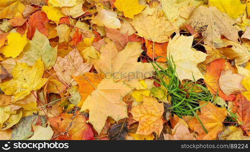 Bright colorful autumn background from fallen leaves of maple and green grass