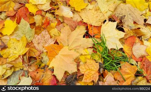 Bright colorful autumn background from fallen leaves of maple and green grass