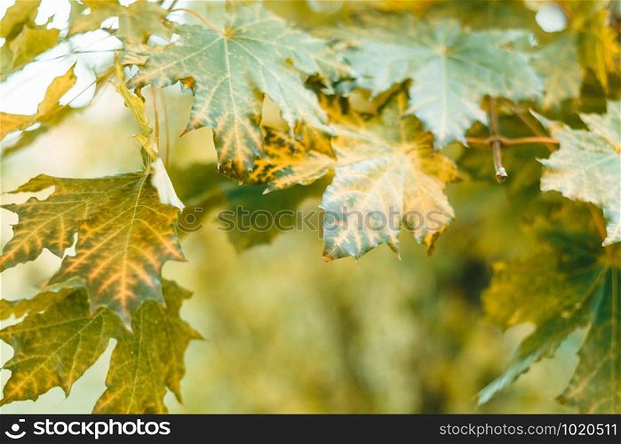 bright colorful background with leaves, autumn composition.