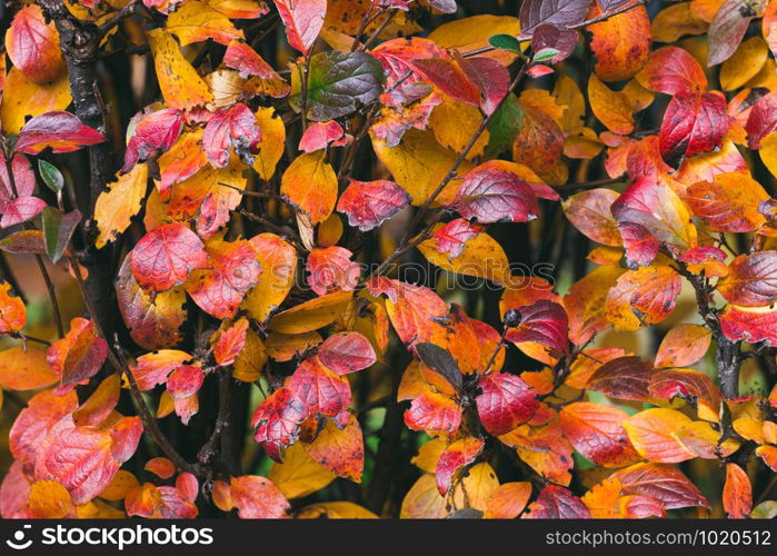 bright colorful background with leaves, autumn composition.