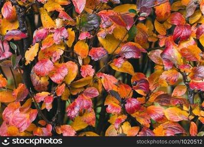 bright colorful background with leaves, autumn composition.