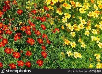 Bright colorful flowers marigolds. Floral background. The top view.
