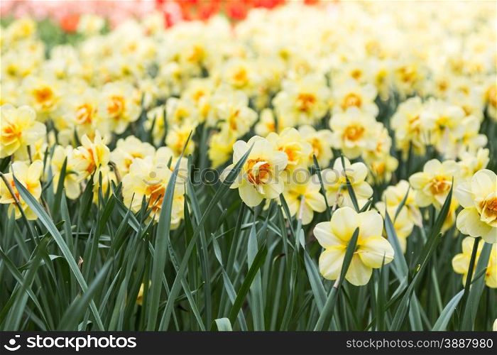 bright colorful flowers narcissists for background, posters, cards