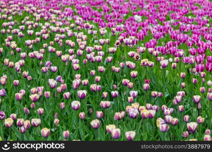 bright colorful flowers tulips for background, posters, cards