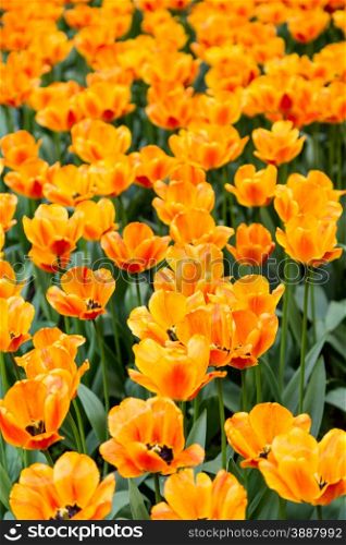 bright colorful flowers tulips for background, posters, cards